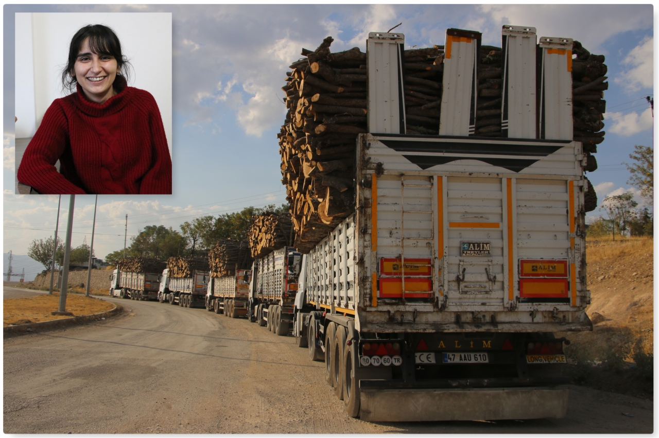 Ağaç kıyımını görüntüleyen muhabire saldırı